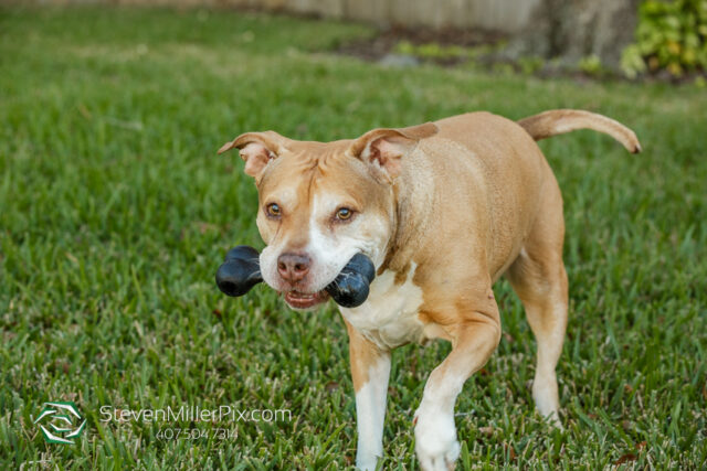 Orlando Senior Pet Life Photographer