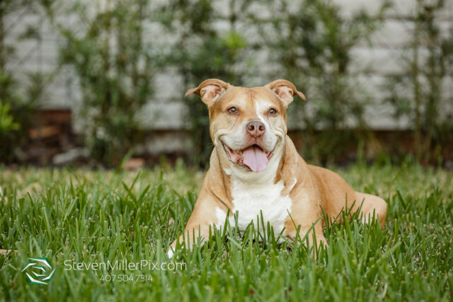 Orlando Senior Pet Life Photographer