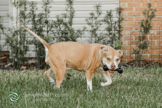 Orlando Senior Pet Life Photographer