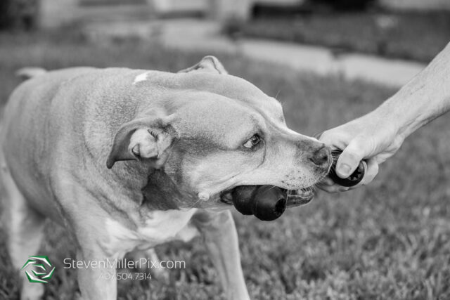 Orlando Senior Pet Life Photographer