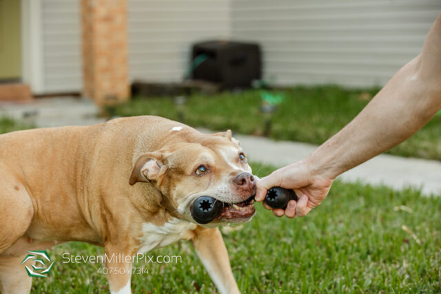 Orlando Senior Pet Life Photographer