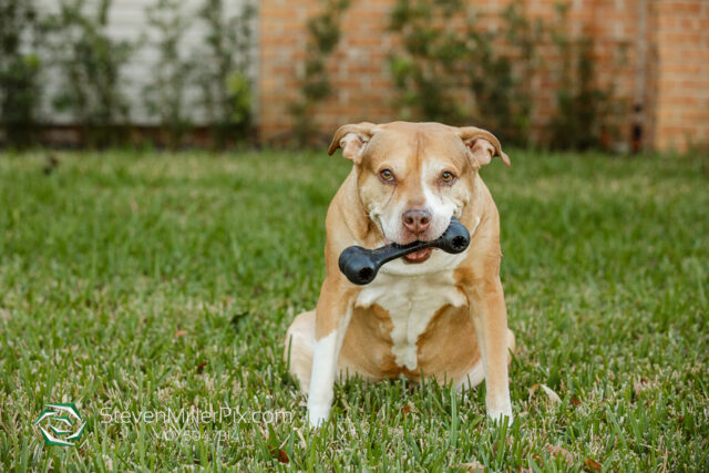 Orlando Senior Pet Life Photographer