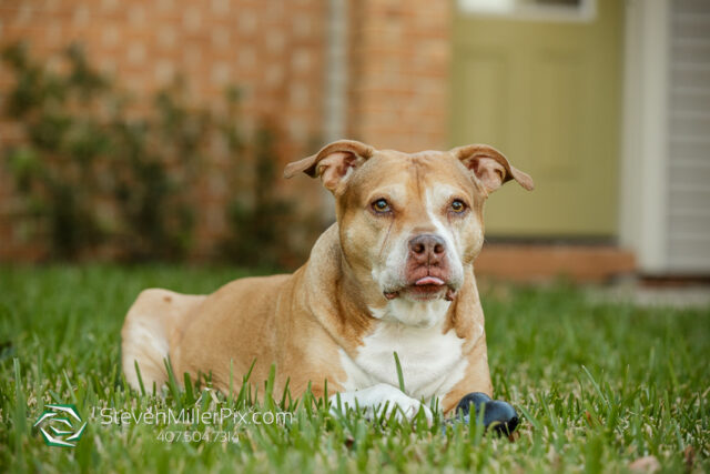 Orlando Senior Pet Life Photographer