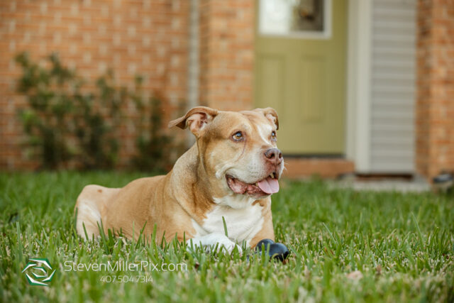 Orlando Senior Pet Life Photographer