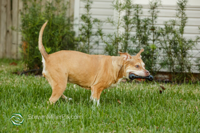 Orlando Senior Pet Life Photographer