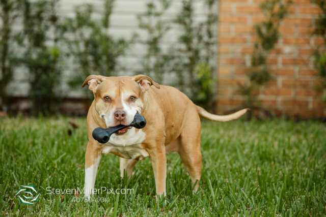 Orlando Senior Pet Life Photographer