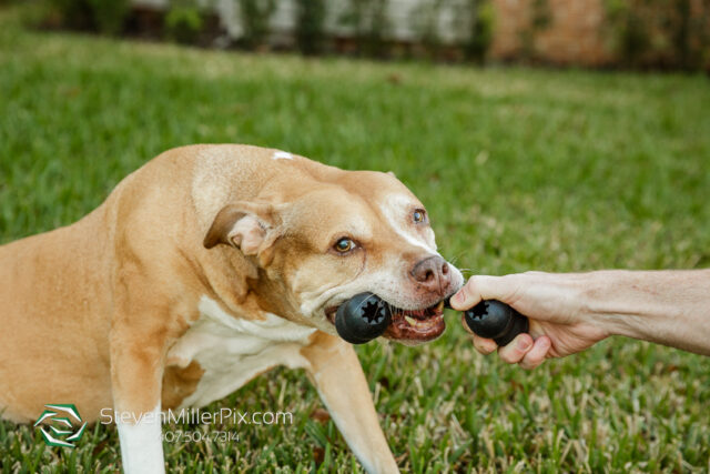 Orlando Senior Pet Life Photographer