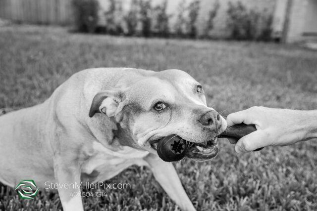 Orlando Senior Pet Life Photographer