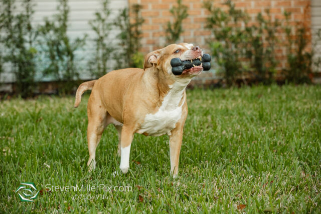 Orlando Senior Pet Life Photographer