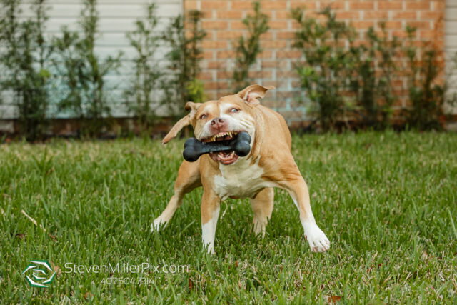 Orlando Senior Pet Life Photographer