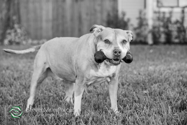 Orlando Senior Pet Life Photographer