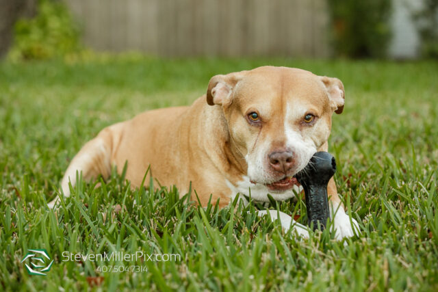 Orlando Senior Pet Life Photographer