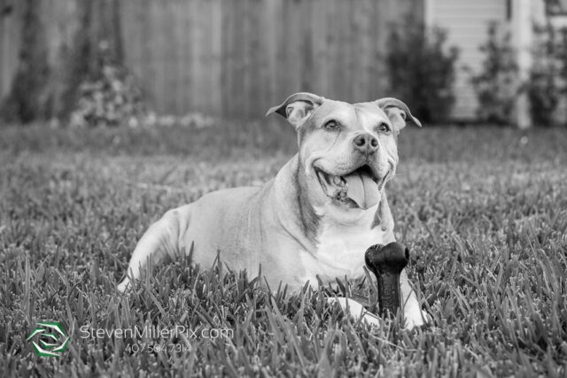 Orlando Senior Pet Life Photographer