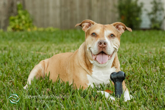 Orlando Senior Pet Life Photographer