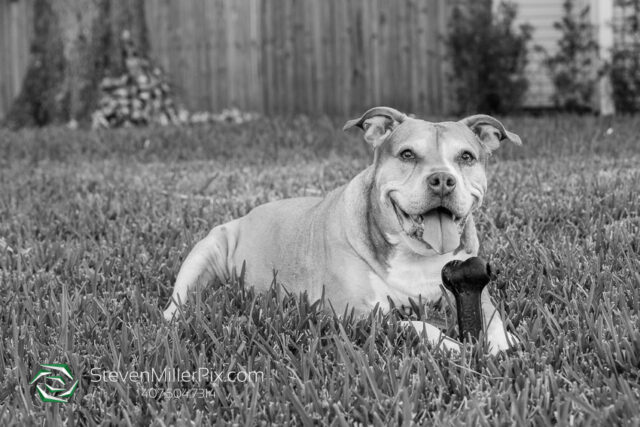 Orlando Senior Pet Life Photographer