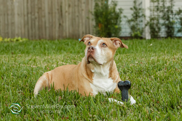 Orlando Senior Pet Life Photographer