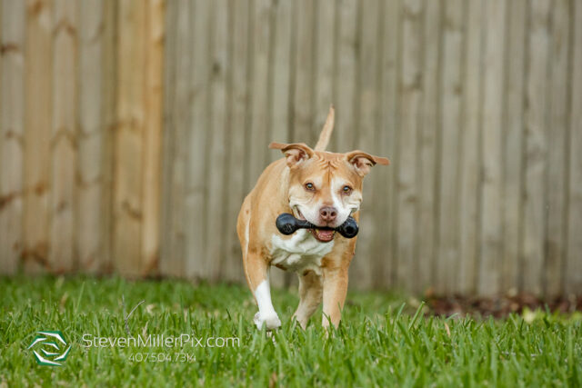 Orlando Senior Pet Life Photographer