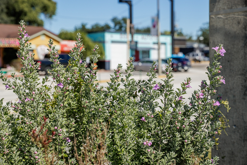 Audubon Park Orlando Zombietoberfest