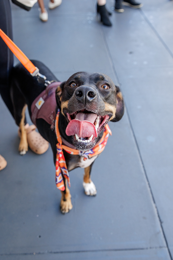 Audubon Park Orlando Zombietoberfest