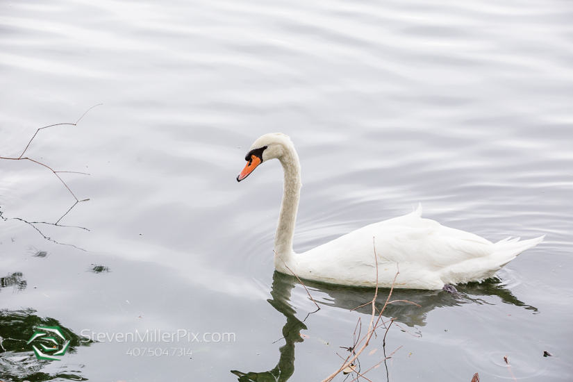 Lake Eola Orlando Family Photographer