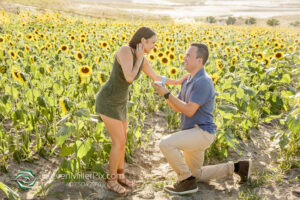 Southern Hills Farms Sunflower Proposal
