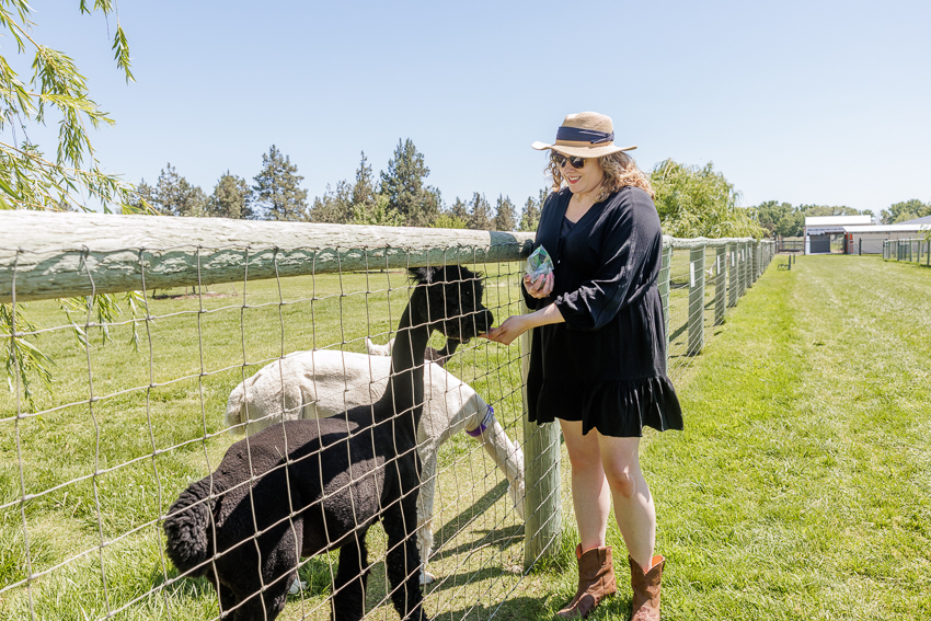 crescent moon ranch alpaca farm oregon photos