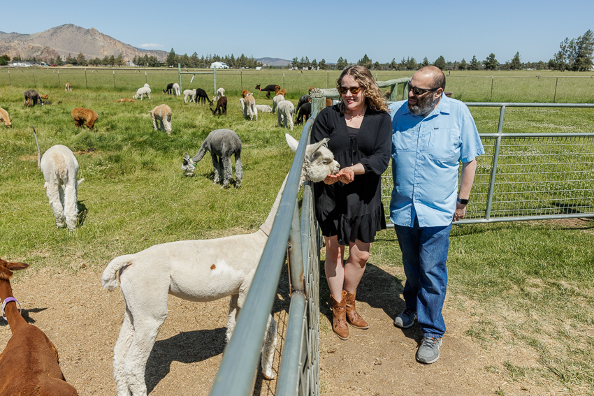 crescent moon ranch alpaca farm oregon photos