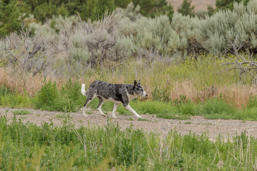 drover frenchglen oregon puppy dog
