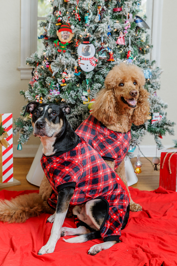 Christmas Puppy Portrait Session Photographer