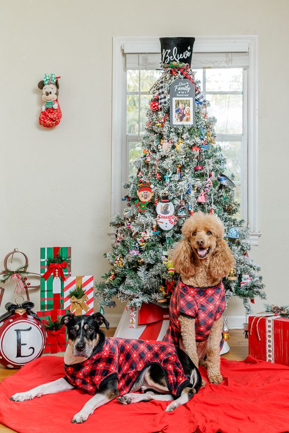 Christmas Puppy Portrait Session Photographer