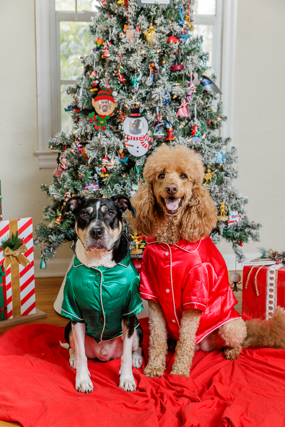 Christmas Puppy Portrait Session Photographer