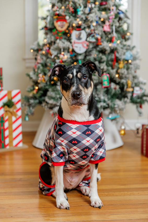 Christmas Puppy Portrait Session Photographer