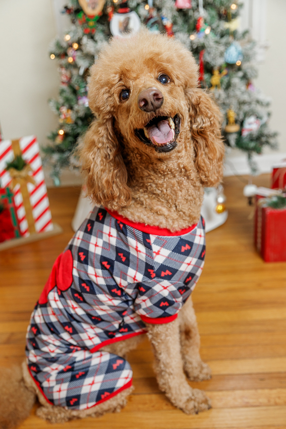 Christmas Puppy Portrait Session Photographer