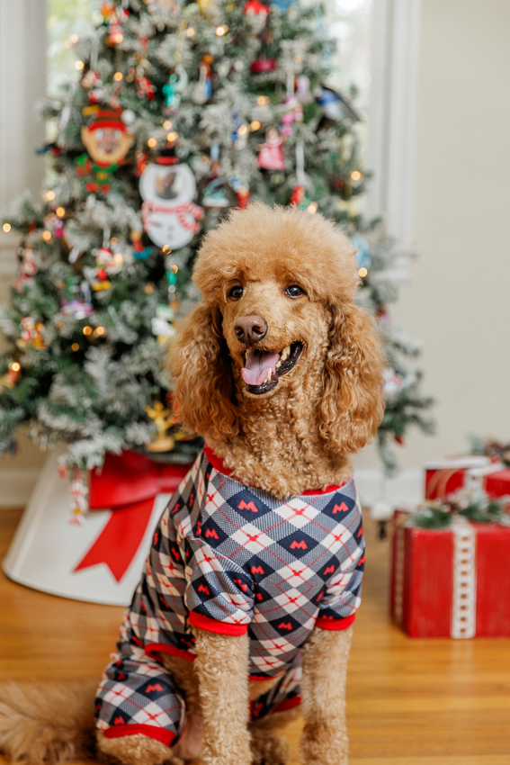 Christmas Puppy Portrait Session Photographer