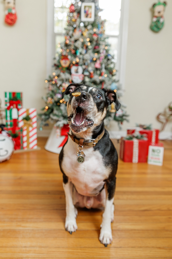 Christmas Puppy Portrait Session Photographer