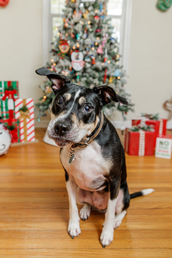 Christmas Puppy Portrait Session Photographer