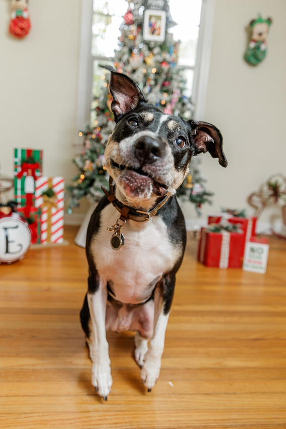 Christmas Puppy Portrait Session Photographer