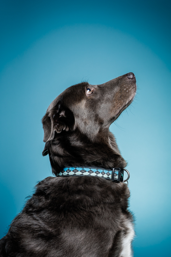 Orlando Puppy Photography