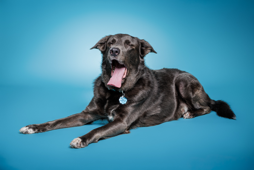Orlando Puppy Photography