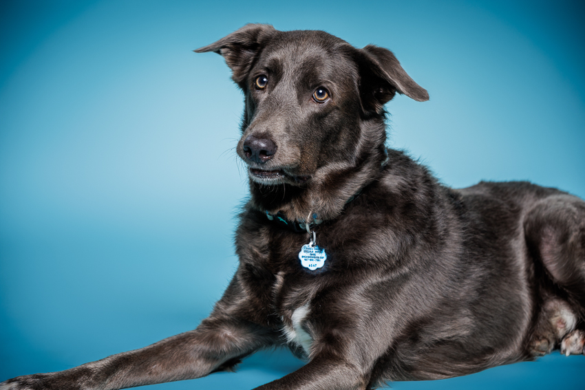 Orlando Puppy Photography