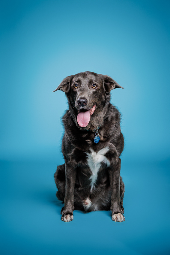 Orlando Puppy Photography