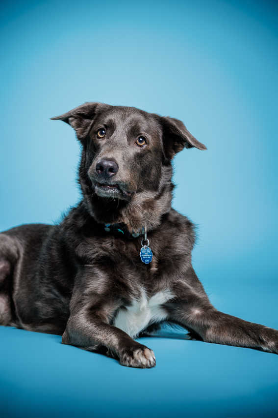 Orlando Puppy Photography