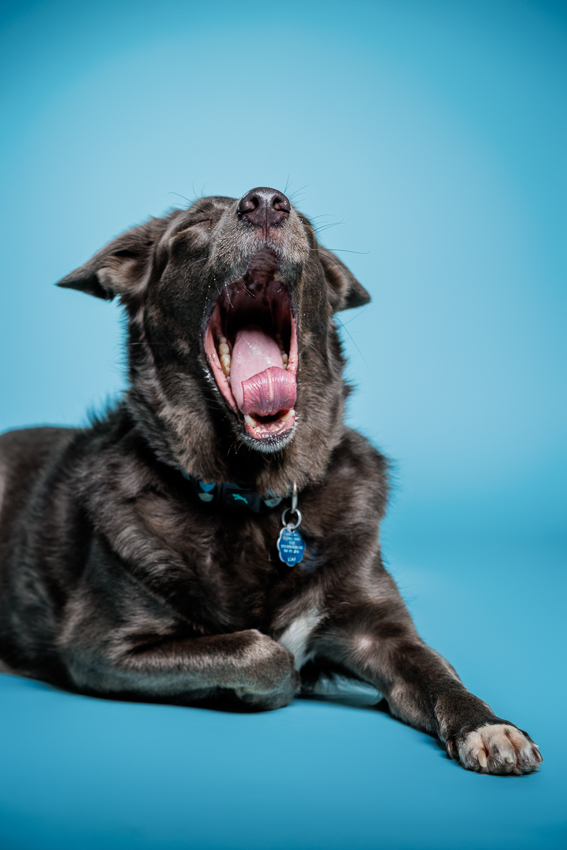 Orlando Puppy Photography