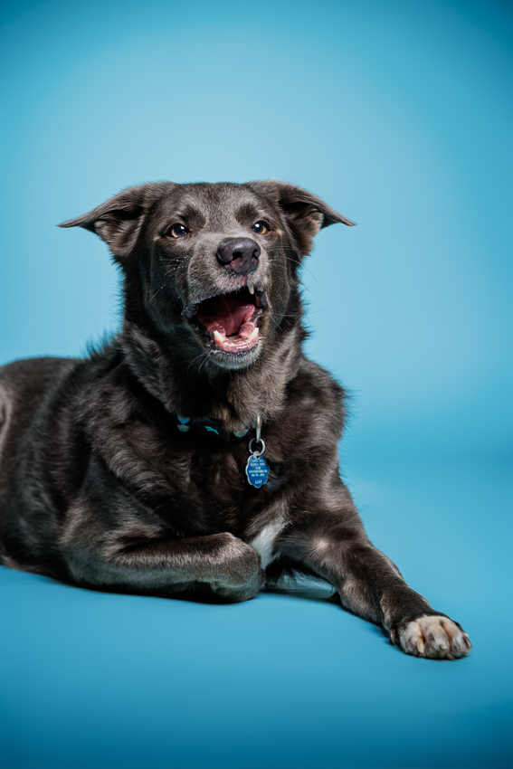 Orlando Puppy Photography