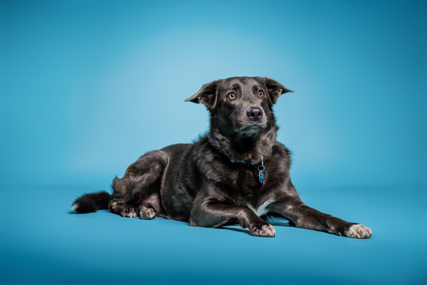 Orlando Puppy Photography