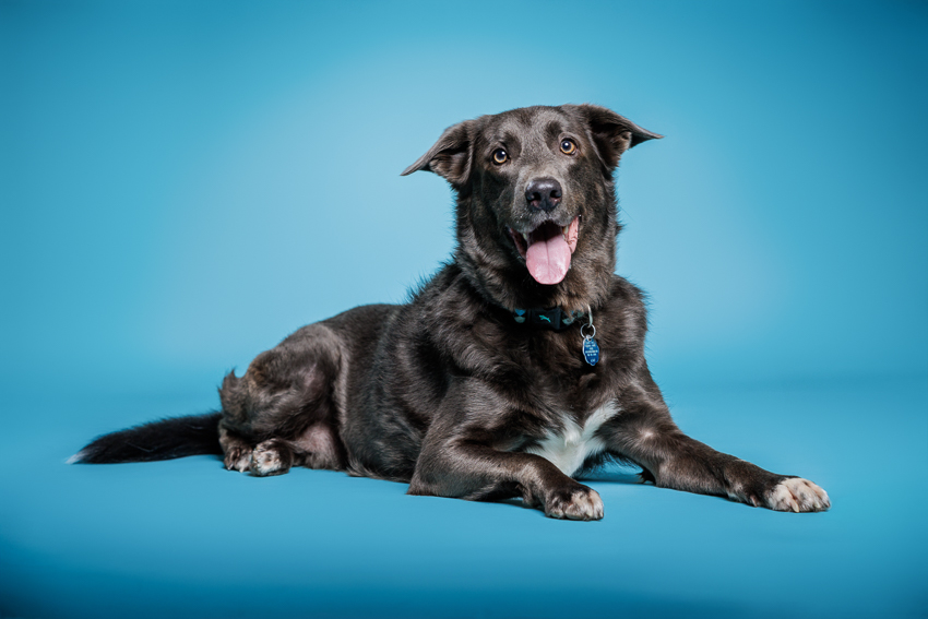 Orlando Puppy Photography