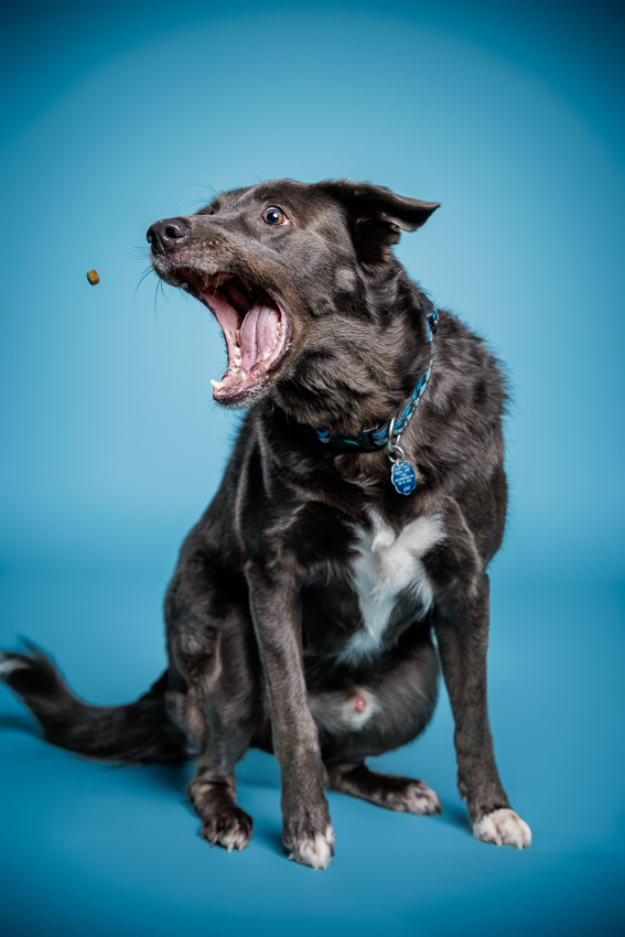 Orlando Puppy Photography