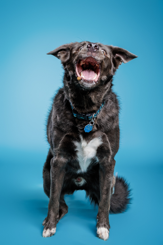 Orlando Puppy Photography