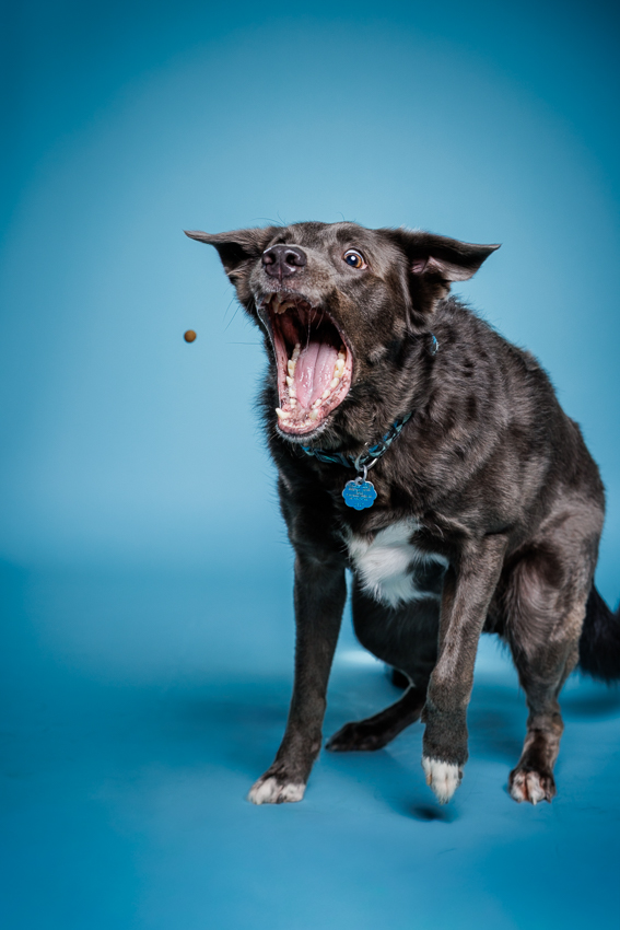 Orlando Puppy Photography