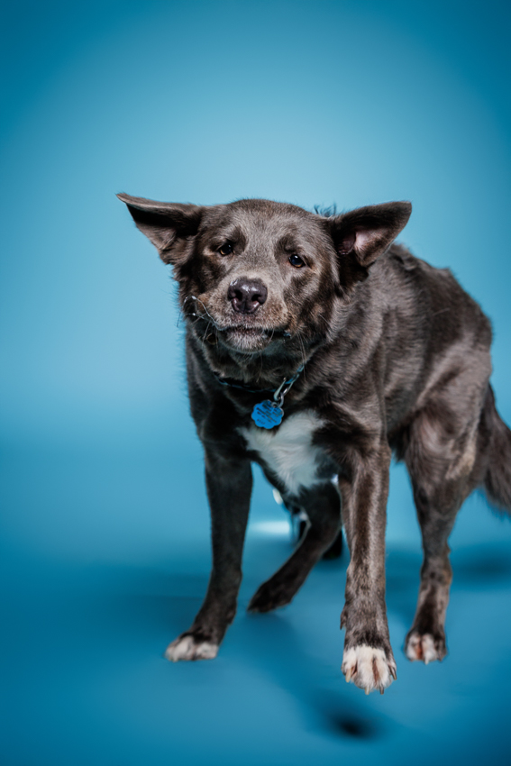 Orlando Puppy Photography